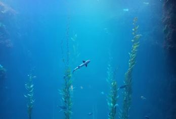 台湾高雄往返&垦丁国立海洋生物博物馆＋白沙湾&亲子包车一日游【不拼车，不拼团，独立出行，包车服务，行程自由可调，酒店山门接送，多种车型可选，满足您的各种需求。】
