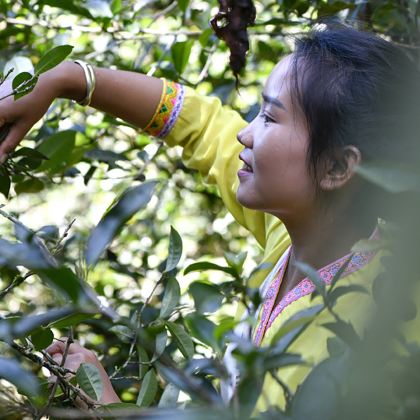 【普洱出发2-8人】糯干古寨+景迈山古茶园+翁基古寨一日游