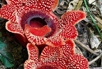 【大王花限流路线】基诺山么卓村雨林徒步丨差异化项目丨市区接送【季节限定高端私享路线，小众免排队，徒步+溯溪+树降+雨林餐+基诺族领队+石头彩绘，一站式体验真~野趣】