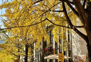 韶关帽子峰一日游，金秋银杏叶【每年深秋时分欣赏银杏叶】