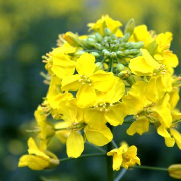 【春日赏菜花季】高邮湖上花海景区半日游