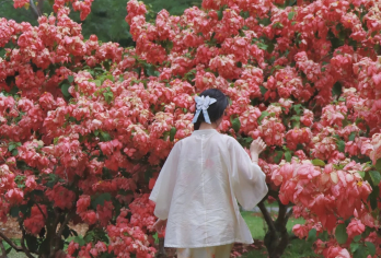 云南西双版纳中国科学院西双版纳热带植物园一日游|1单1团【睡醒出发，无需早起，晚出发，舒心纯玩，市区内师傅上酒店门口接送；真纯玩无购物，不进店，提高体验度】