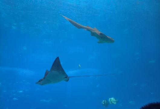 珠海长隆海洋王国+烟花汇演一日游|私家包车上门接送+不含门票【[私家旅行]畅享专属旅行！5/7座商务车上门接送，专职司机护航！】