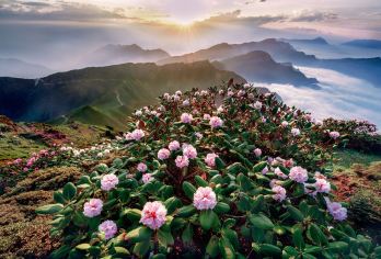 成都出发：雅安-蒙顶山+牛背山一日游 包车 多语种导游C【全程中文/英文/俄语/小语种服务，沟通无障碍，景点可调,多种车型可选】