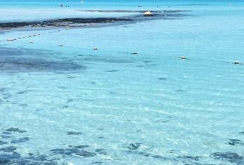 羊驼牧场+凯蒂猫+涯月咖啡街+挟才海水浴场一日游【中文包车】【本产品为中文司机专车，包含往返参观及用餐时间。】