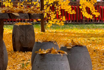古观音禅+重阳宫+活死人墓一日包车游【三环内接送】真纯玩【一叶知秋，一树千年。千年银杏，一世禅缘。[李世民亲手栽植的千年银杏+大雄宝殿檐角的铜铃随风]】
