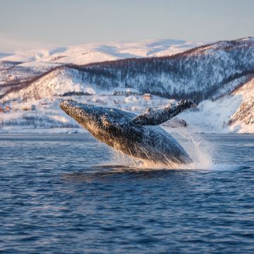 俄罗斯捷里别尔卡追极光摩尔曼斯克北冰洋游船追鲸包车跟团一日游