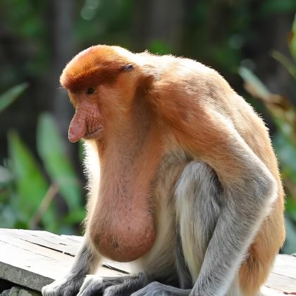 文莱红树林・水上村生态一日游 (港口/机场专车接送）