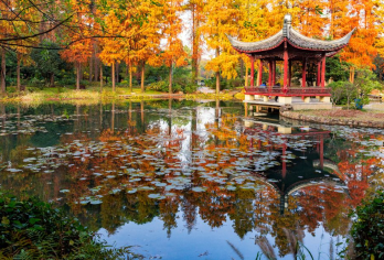 湖北美术馆+武汉植物园+晴川阁+古德寺+意大利风情街一日活动【私家小团丨小众线路丨独立包车丨车型可选丨优选行程丨管家服务丨上门接送】