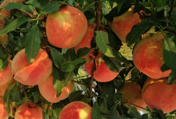 北京平谷大桃采摘园一日游【[套餐一]采摘后需自己付费10元/斤】