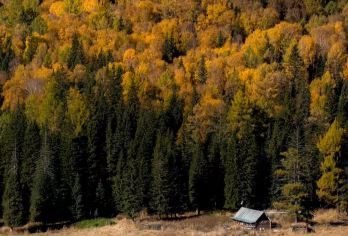 喀纳斯景区直通车包车【独立用车，时间自由，不拼车】