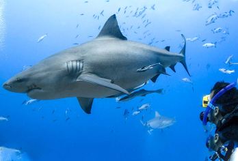 Kuata夸塔岛斐济鲨鱼潜水浮潜体验深潜持证深潜斐济一日游【透明碧绿的海水、雄伟的山峰和巨大的蜂窝岩层，风景如画，白沙环绕】