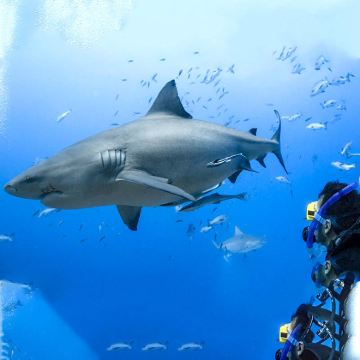 Kuata夸塔岛斐济鲨鱼潜水浮潜体验深潜持证深潜斐济一日游