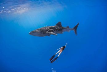 杜马盖地出发:奥斯洛布观鲸鲨&巴迪安峡谷&卡瓦山瀑布一日游【与鲸鲨共舞，感受海洋的温柔与震撼！】