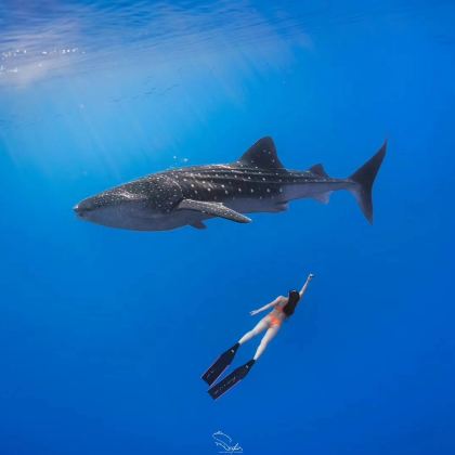 杜马盖地出发:奥斯洛布观鲸鲨&巴迪安峡谷&卡瓦山瀑布一日游