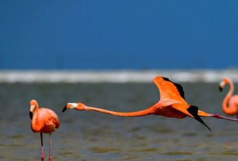 墨西哥坎昆粉红湖+火烈鸟风景区【私家包车+南美全线定制】【尊享一对一高端行程定制，多日豪华包车专属礼遇，专业旅行顾问24小时恭候垂询。】