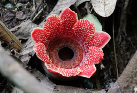 【大王花路线】基诺山么卓村雨林徒步|项目全含|可看大王花【[专业向导安全无忧]专业向导经验丰富，提前排查路线风险、熟知地形天气，能避开危险。遇意外受伤等状况，】