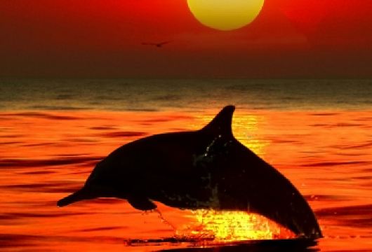 巴厘岛罗威纳一日游【一单一团/追海豚/温泉/梯田/善恶门】【[专职司机]山路夜间行车，专职罗威那司机更安全，带您早起看海豚】