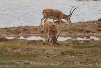格尔木+昆仑大门+无极龙凤宫+西王母瑶池纯玩SUV小团一日游【品质出游】