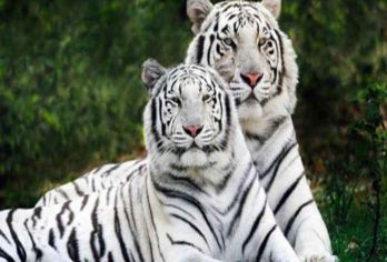 八达岭长城+八达岭野生动物园私家团|上门接送.可选含缆车套餐【经典线路组合：八达岭长城+八达岭野生动物世界，登长城，看小动物、亲子游；】