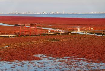 盘锦红海滩国家风景廊道（盘锦起止含司机）包车一日游【所有包车产品市区内上门接送 不限时间 游玩时间自由掌握】