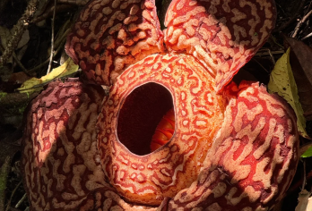 沙巴亚庇大王花基地半日游-可搭配kawa/天镜/威士顿红树林【包含大王花基地门票门票，包含向导费，中文导游随行翻译】