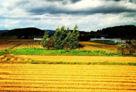 日本北海道旭川+森林精灵阳台一日游/行程可调-可定制多日【包车一日游，解锁旅行新方式！独立车辆配备经验丰富的老司机，为您量身打造专属行程。】