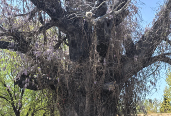 大槐树半日游【2-10人团+深度讲解】【[品质保障]优选商品，品质拒绝购物 、无自费】