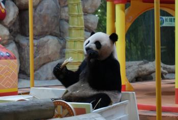 广州长隆野生动物世界一日游/全天VIP导览+快速通+上门接送【专享长隆野生动物世界私家团，自驾区域不下车游园；步行区域向导陪玩不迷路，按照家庭定制个性化游园路线*】