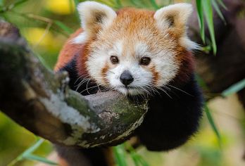 【纯玩私家团上门接送】普洱太阳河森林公园+咖啡庄园普洱一日游【[动物奇遇记]在充满生机的热带雨林秘境和各种野生动物近距离接触，这里的每一片叶子都在教你呼吸】