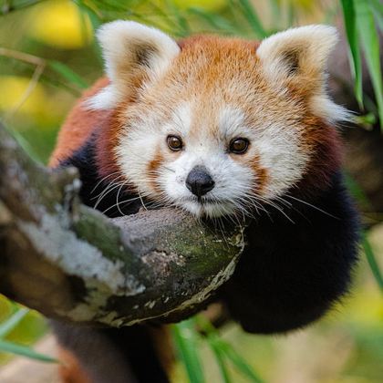 【纯玩私家团上门接送】普洱太阳河森林公园+咖啡庄园普洱一日游