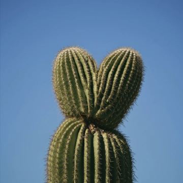 美国凤凰城-斯科茨代尔-仙人掌公园-巨人柱国家公园-包车精选