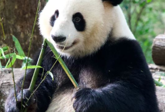 2-8人纯玩团◈门票全含◈熊猫基地+三星堆电子讲解一日游【含门票，旅行社提前购买好门票◈赠三星堆电子讲解】