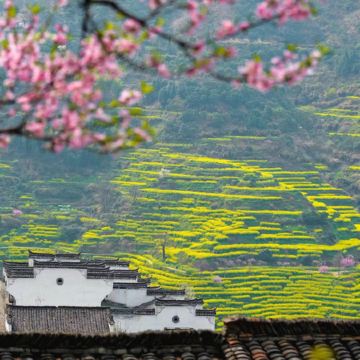 婺源篁岭半日游【可选8人小团  纯玩无购物】春季赏花