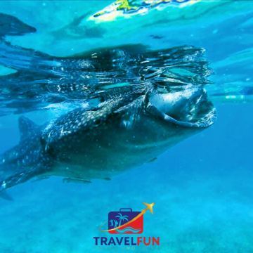 奥斯洛布鲸鲨观赏+墨宝沙丁鱼风暴浮潜一日游