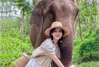 野象谷+森林公园深度纯玩一日游可约雨林牧象大象体检大象洗澡【天然氧吧】