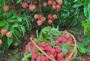 私家团上门接送从化石门公园+南平静修小镇避暑溯溪+摘水果一天【私家旅行：一单一团，不拼客，专属旅行 品质服务：5座/7座车上门接送，专职司机护航】