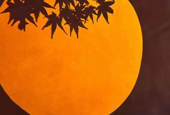 崂山风景区仰口+太清一日游/5座车【醉美环海公路，打卡网红青山渔村，感受独特的崂山沿海超美景色体验。】