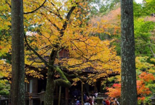 日本京都-琉璃光院-三千院-贵船神社-红叶满天 京都巡礼。【专业行程定制，精选热门景点，高效游玩不走回头路，贴心服务保障，轻松】