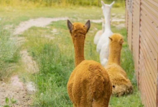 新西兰奥克兰-怀托摩萤火虫-霍比特村-中文包车私享行【精选热门景点，高效游玩不走回头路，深度了解文化内涵，贴心服务保障，轻松享受旅程，性价比超高的旅行。】