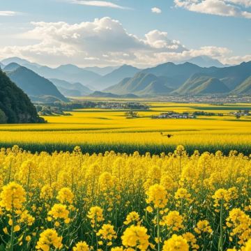 陇南碧口古镇+玉垒关赏油菜花1日游