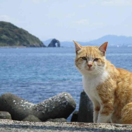 “猫岛相岛，以及宫地岳神社的夏季传统—风凛祭：九州小旅行”【从博多出发】 | 由日本旅行社策划
