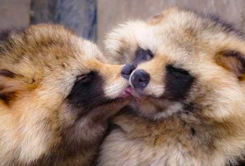 北海道一日游-旭山动物园&白须瀑布&青池&网红圣诞树小团可选【[多团型可选]可选9人精品小团，或常规大团】