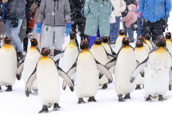日本北海道旭山动物园+青池+四季彩之丘+美瑛网红树一日游【无购物纯玩，感受冬日梦幻北海道，观看企鹅散步】