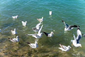 漫游青海·包车自由行·青海湖+塔尔寺+日月山+拉脊山一日游【包车自由行/时间自由/景点可选/不与陌生人拼团】