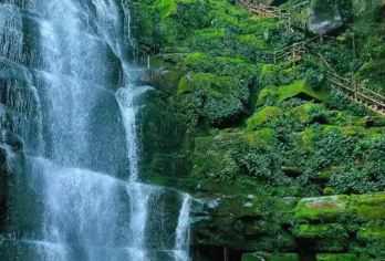 四川雅安碧峰峡野生动物园+二郎山喇叭河包车一日游英文服务【探熊猫王国，游碧峰奇峡，赏喇叭河秋色云海。】