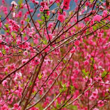 私家团上门接送+清远洞天仙境+峰林晓镇四季花海一日游+含门票