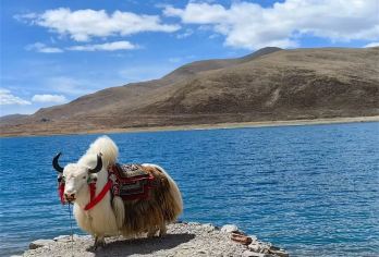 羊卡普通一日游【羊卓雍措+卡若拉冰川】不含门票【纯玩无购物】