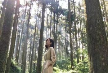 疗愈系溪头森林游乐区+妖怪村+鹿港老街+彩虹眷村一日游【可以附加 英.日.韩.泰.越南.菲律宾.印尼.马来.等多种语言.订购栏目中订购英文.备注栏中告知即可】