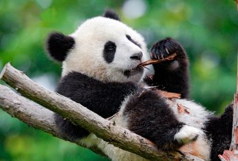 【2-8人小团】熊猫谷+都江堰一日游+夜游蓝眼泪+都江堰讲解【[Mini小团]2-8人精致小团，旅行就要自在】